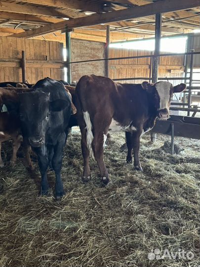 Бычки и телки