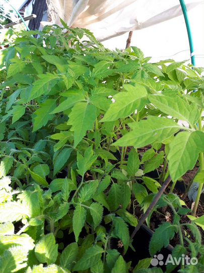 Рассада помидор