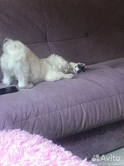 Кошка в дар