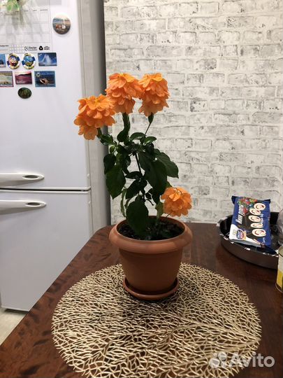 Кроссандра