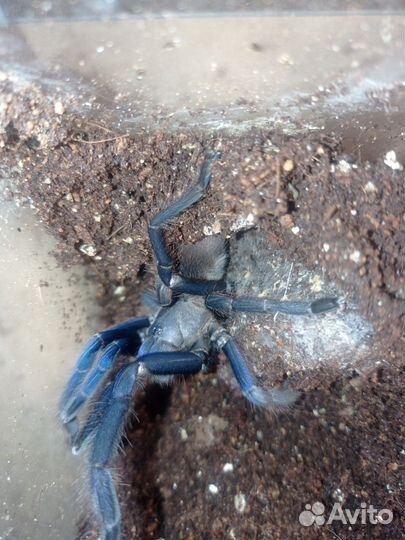 Chilobrachys sp. blue
