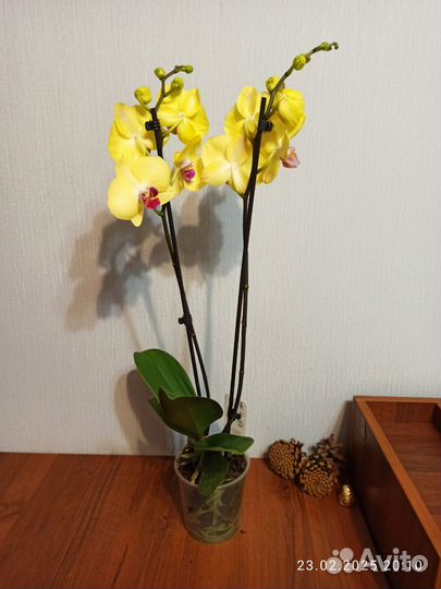 Орхидея фаленопсис, 2 ствола