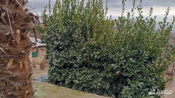 Лавровый лист (сухой)