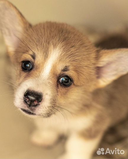 Вельш-корги