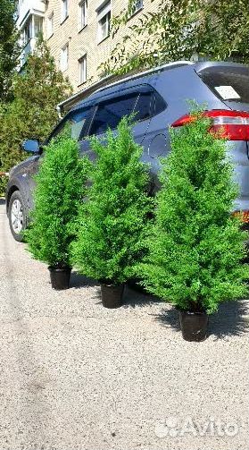 Искусственная туя Западная