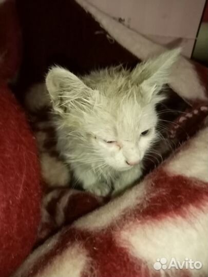 Котенок отдам