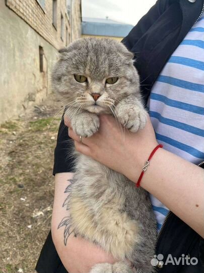 Кошечка ищет дом