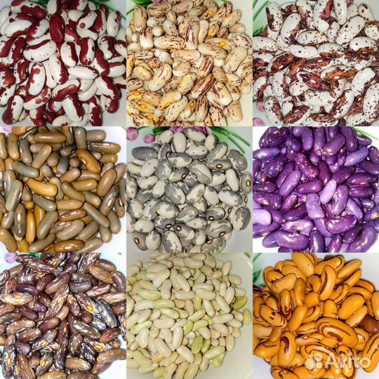 Семена фасоли (мировая коллекция 300 сортов)