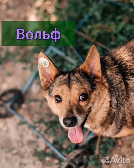 Собачка с всо
