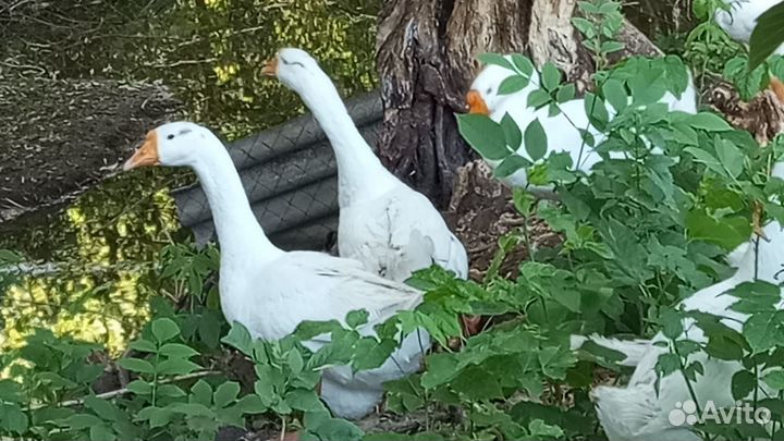 Продам гусей