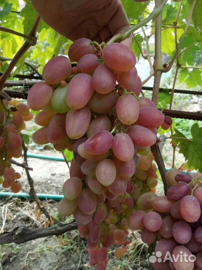 Саженцы винограда