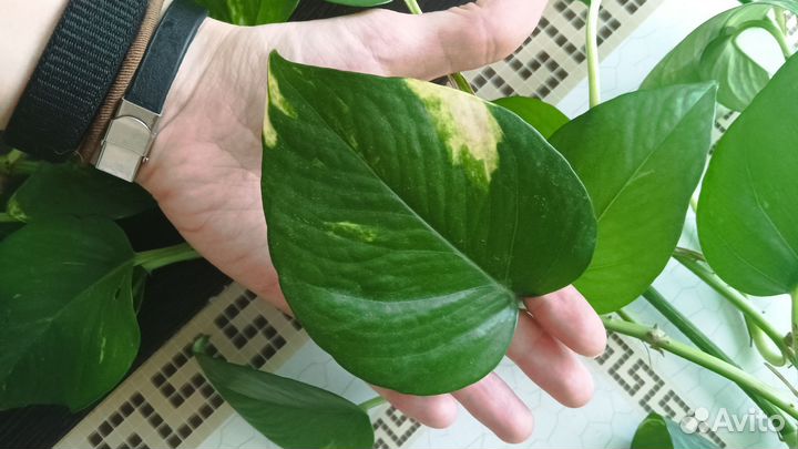 Сциндапсус