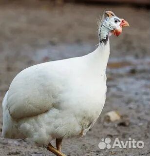 Инкубационное яйцо цесарки