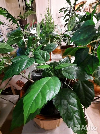 Роза китайская