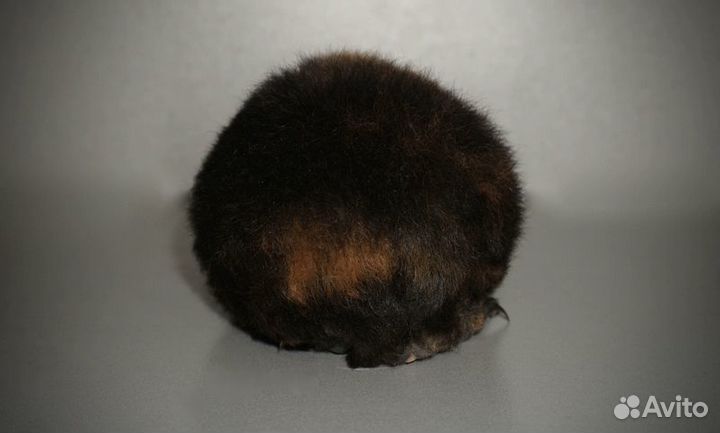 Американский тедди мальчик