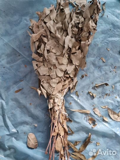 Банные веники эвкалипт