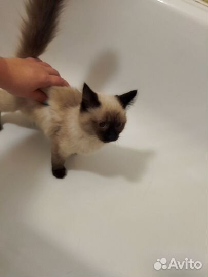 Сиамский котёнок