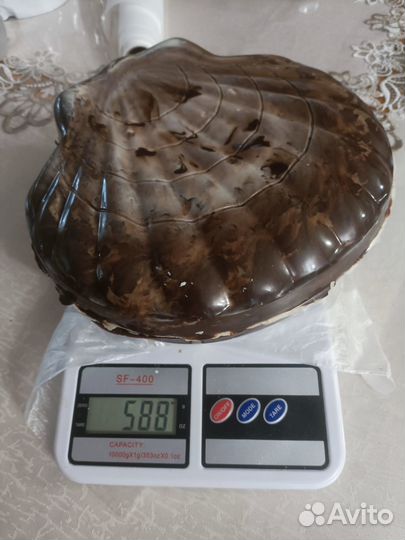 Ракушка пиньята