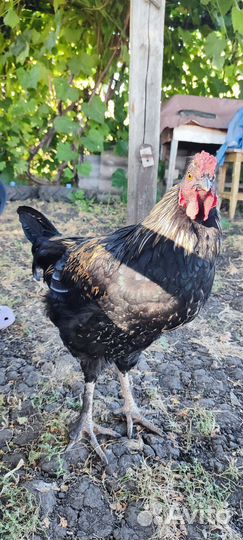 Петух ручной 4 месяца
