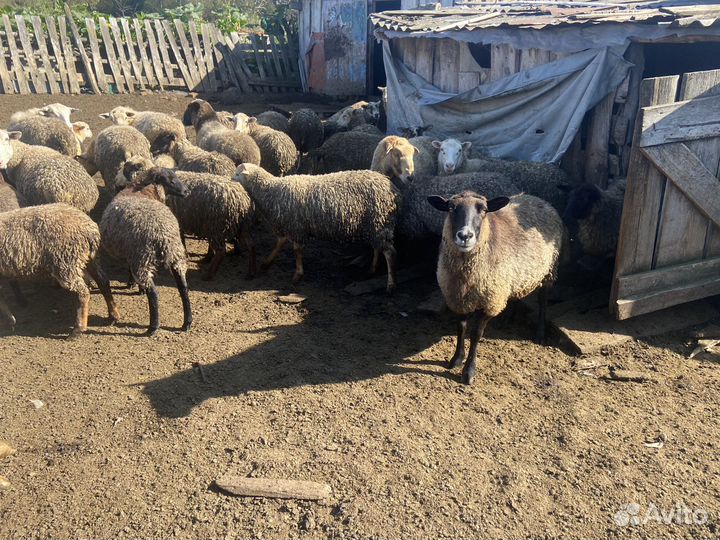 Овцы бараны ягнята романовские