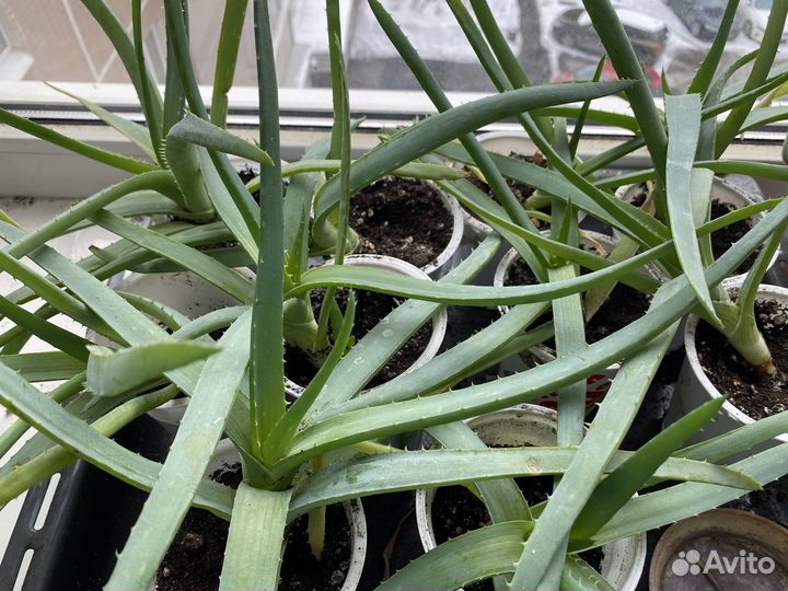 Комнатные цветы алоэ