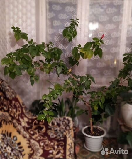 Гибискус (китайская роза)