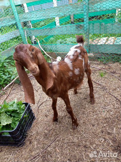 Козлик камори 5мес