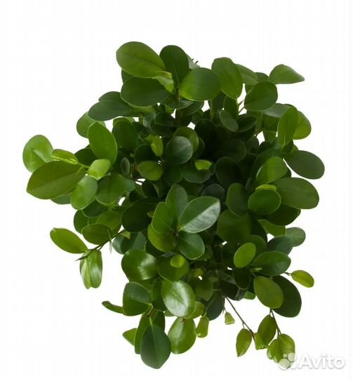 Фикус Мокламе