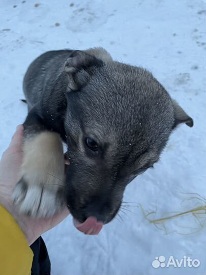 Щенок в семью