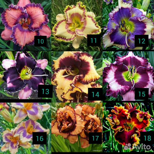 Лилейники многолетние