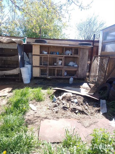 Продаются кролики