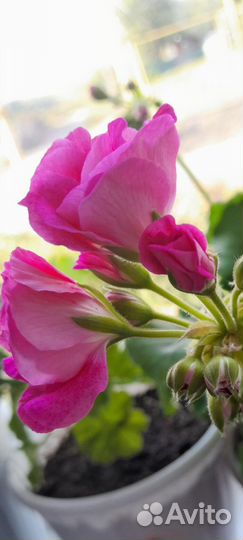 Коллекционные сорта пеларгонии