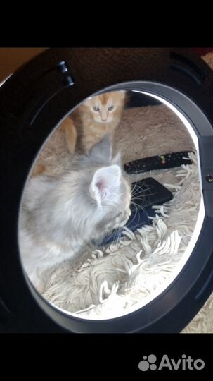 Котята Мейн-кун