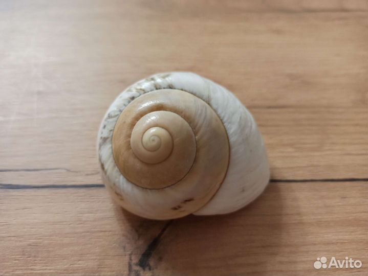 Морская раковина