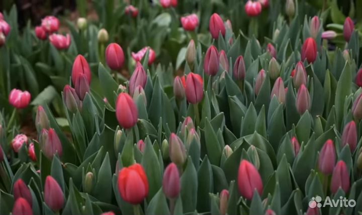 Тюльпаны оптом