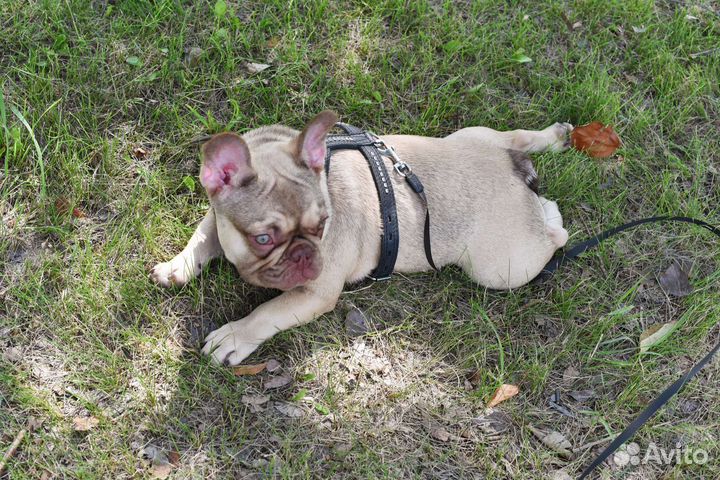 Шоколадный идеальный мальчик