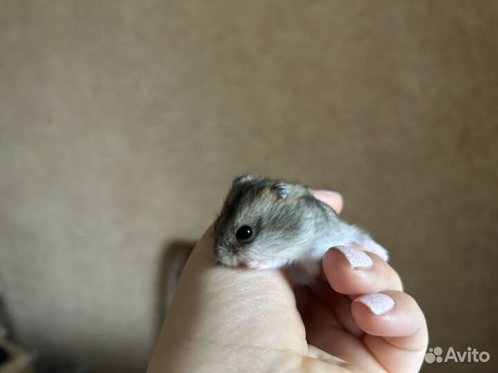 Джунгарский хомяк джунгарик