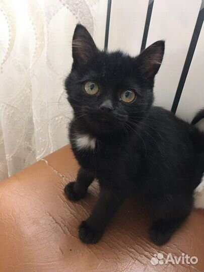 Котята в добрые ручки