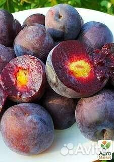 Сливово-вишневый гибрид