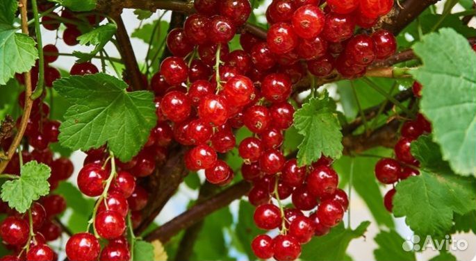 Красная смородина