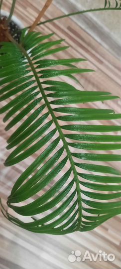 Цикас (Cycas) или Саговая пальма