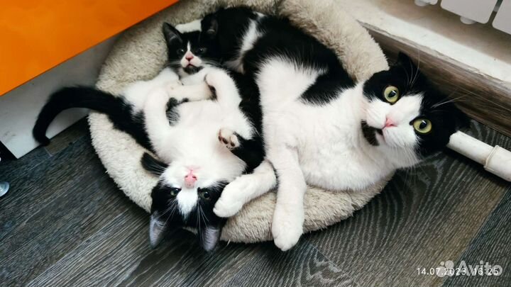Кошка