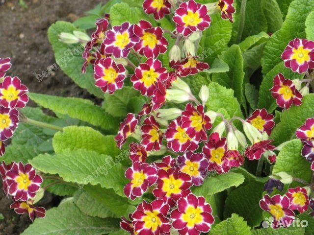 Многолетние растения декоративные