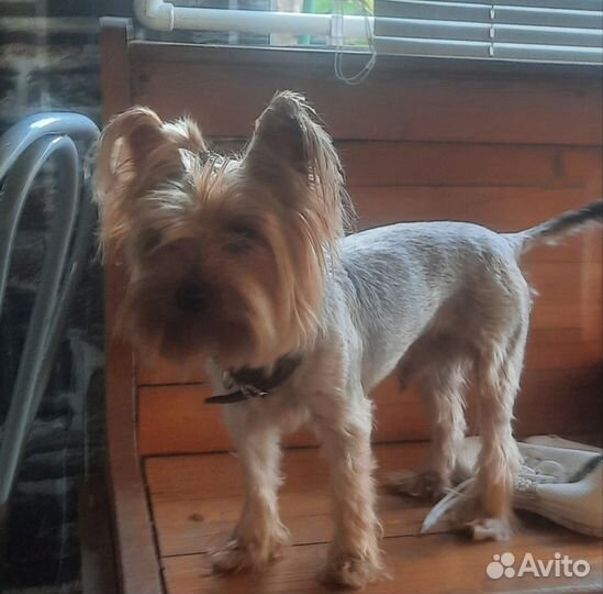 Йоркширский терьер