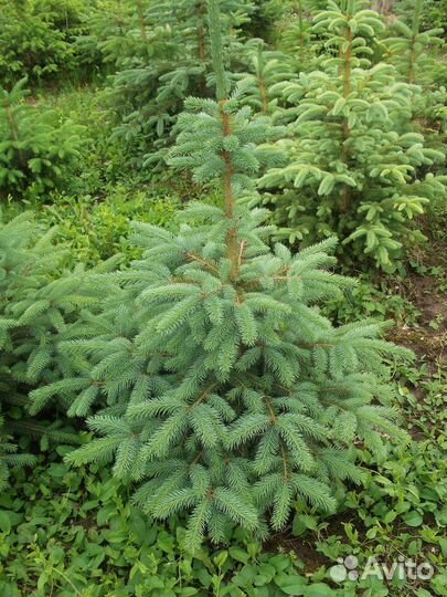 Саженцы ель, пихта, кедр, сосна