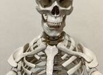 Модель скелета человека