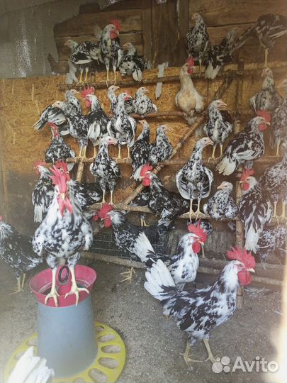 Сельское хозяйство