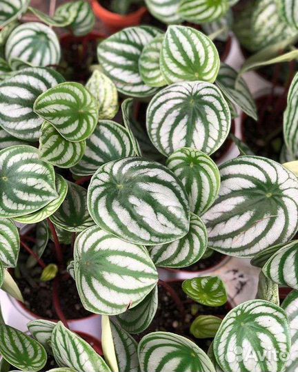 Пеперомия арбузная