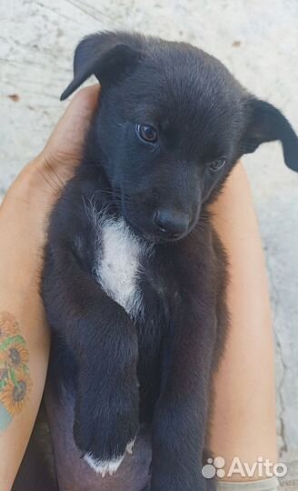 Щенок девочка 1,5 мес