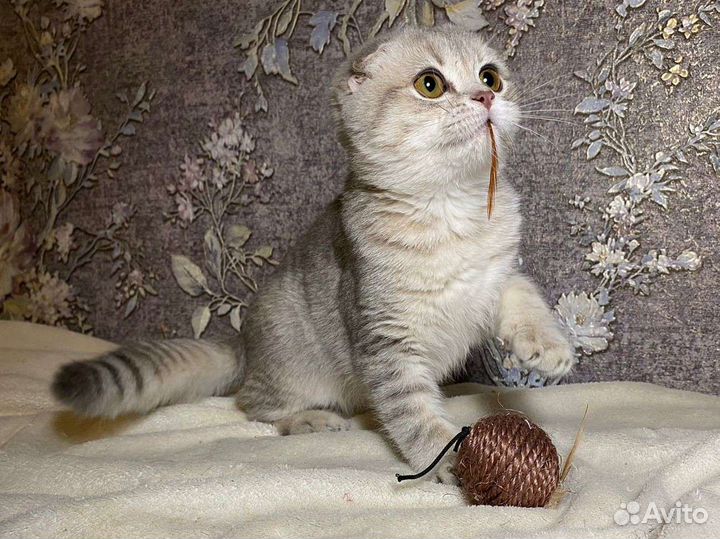 Вислоухий шиншиленок голубой на золоте